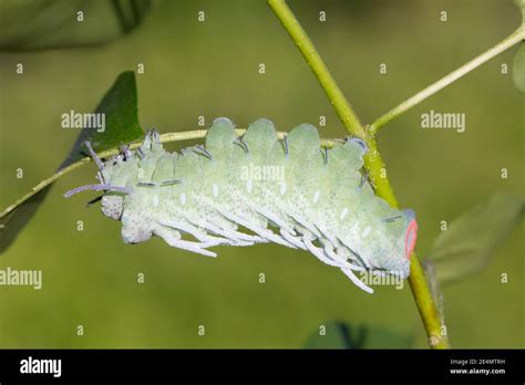 Atlas moth caterpillar (Attacus atlas Stock Photo - Alamy