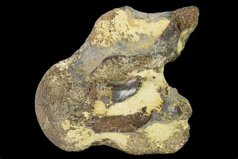 2.7" Fossil Mosasaur (Platecarpus) Cervical Vertebra - Kansas (#136495) For Sale - FossilEra.com