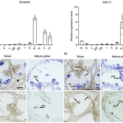 Expression Of The Auxin Response Marker Dr5gfp Dr5 Gfp Expression