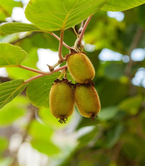 Kiwi hayward - Botanički Vrh