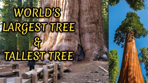 World S Largest Tree And Tallest Tree Giant Sequoia And Hyperion Tree By Muhammad Abbas