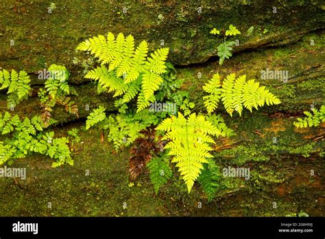 Ferns Turkey Run State Park Indiana Stock Photo Alamy