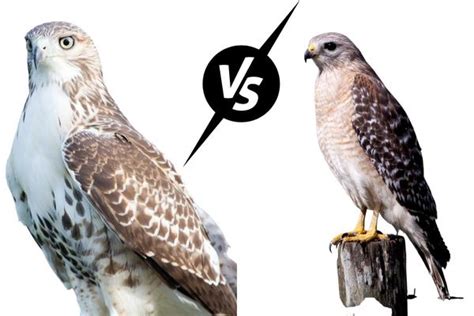 The Battle of the Hawks: Red Shouldered Hawk vs Cooper's Hawk