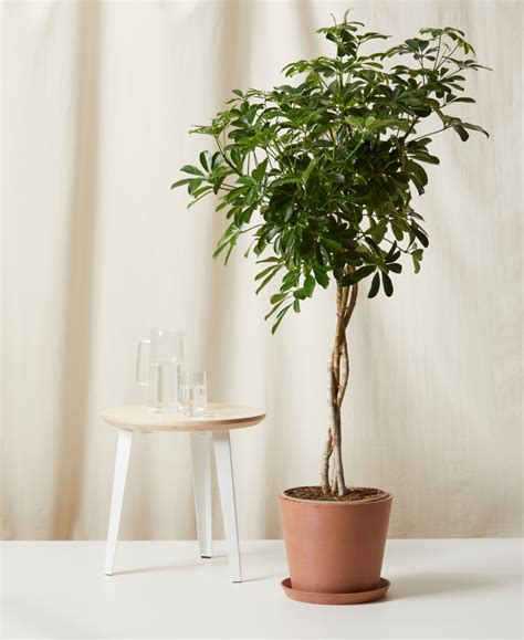 Coffee Plant 101: How to Care for Coffee Plants | Bloomscape