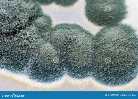 Colonies Of Penicillium Fungi On Sabouraud Dextrose Agar Stock Image