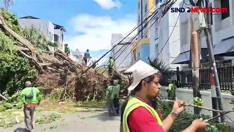 Diterpa Angin Kencang Pohon Raksasa Tumbang Dan Timpa Kabel Serta