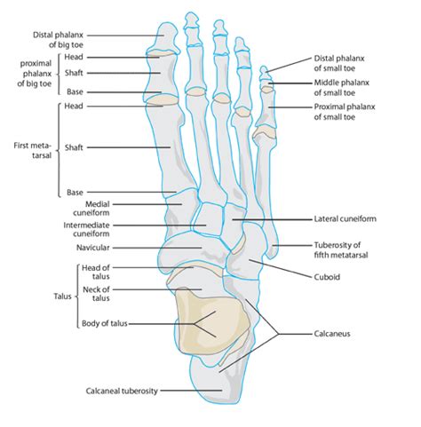 What To Do With A Broken Little Toe - Symptoms And Treatment