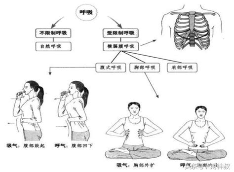 作为瑜伽练习者你知道腹式呼吸和胸式呼吸的区别是什么吗 每日头条