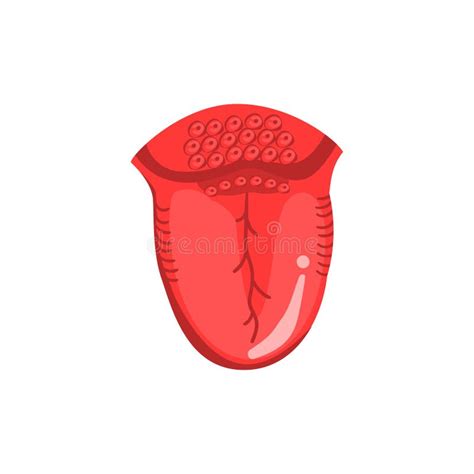 Anatomie Der Menschlichen Zunge Vektor Abbildung Illustration Von