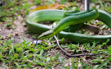 17 Cutest Snakes In The World With Pictures Reptile Jam