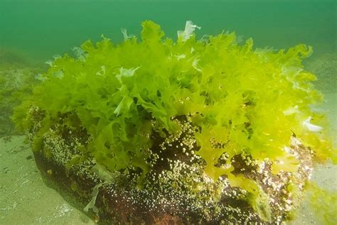 New Species Of Sea Lettuce Insightsias