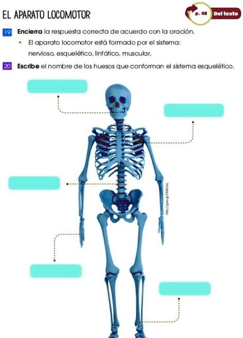 Solved Escribe El Nombre De Los Huesos Que Conforman El Sistema