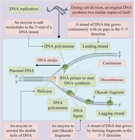 DNA Replication Takes Place Through Unwinding Of The Double Helix Of