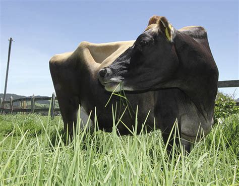 Revista Gen Tica Bovina Colombiana