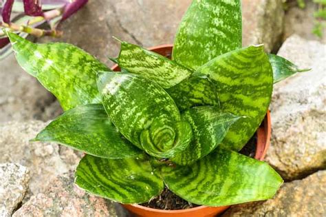 Snake Plant Sansevieria Trifasciata Hahnii Plant Care 101