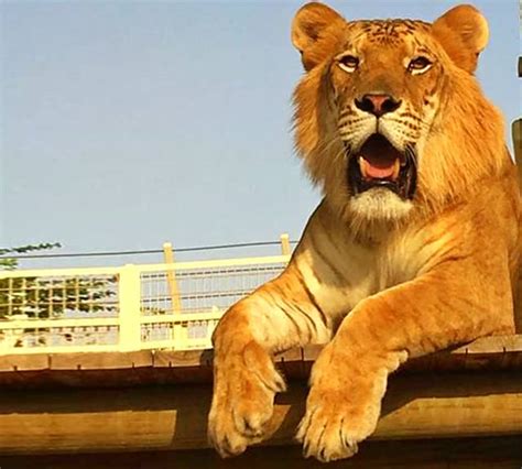 Tigon = A Hybrid of Tiger & Lioness