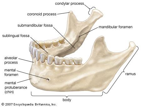 Condylar Process Of Mandible