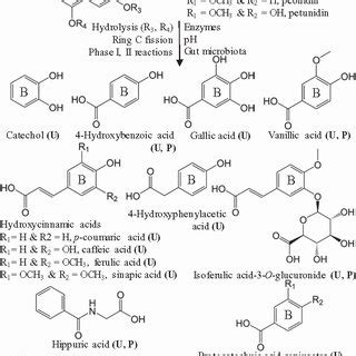 Identified Phenolic Metabolites Detected In Urine U And Plasma P