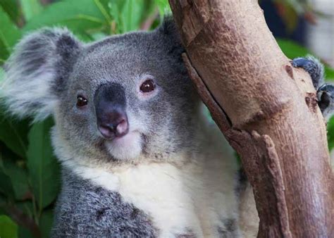 animals  pouches guide   marsupials  wild