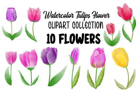 Watercolor Tulips Flower Clipart Bundle Graphic By Ml Design Creative