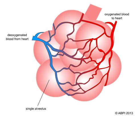 Alveoli Gas Exchange Animation