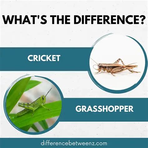 Difference Between Crickets And Grasshoppers Difference Betweenz