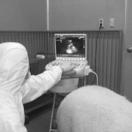 Graph of fetus growth in pregnant pig by ultrasound scanning ...