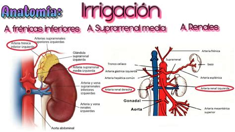 Gl Ndulas Suprarrenales Facultad De Odontolog A Unam Grupo