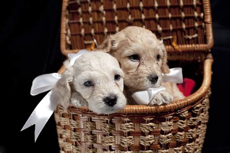 Puppies in basket stock photo. Image of horizontal, face - 22150476