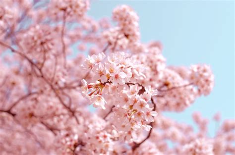 Aesthetic Cherry Blossom Wallpapers - Wallpaper Cave