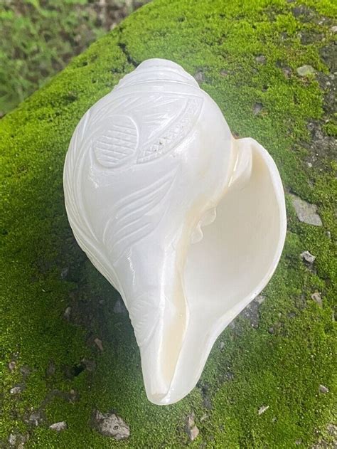 Conch Shell Spiritual Puja Blowing Shankh Big Loudunique Soothing Vibration Removes Negativity