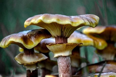 Armillaria Mellea La Seta De Miel Un Tesoro De La Naturaleza Blog