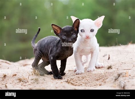 White And Black Cornish Rex Kittens On Sand Beach Stock Photo Alamy