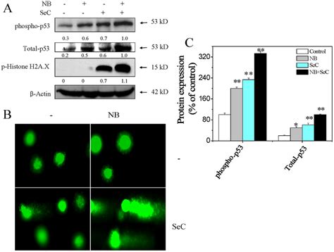 DNA Damage Mediated P53 Activation Induced By NB And SeC A NB