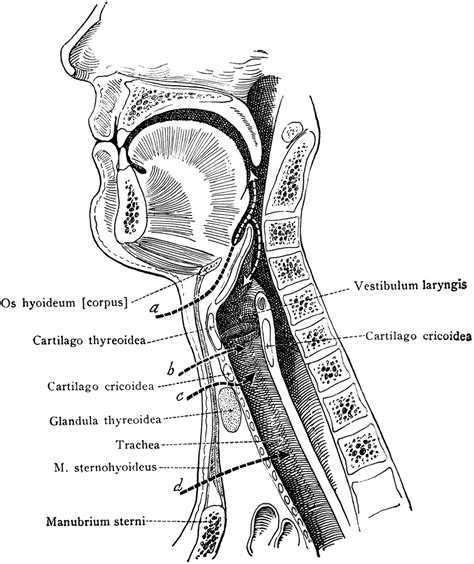 Upper Respiratory Tract Anatomy