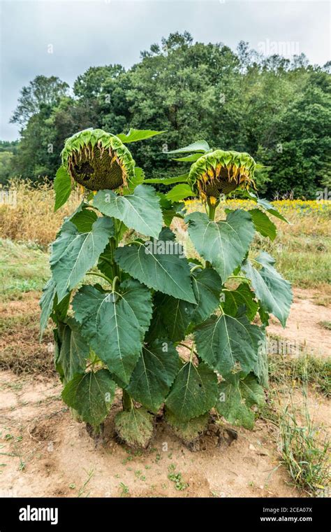 Only two fully grown sunflower plants left standing in the first field ...