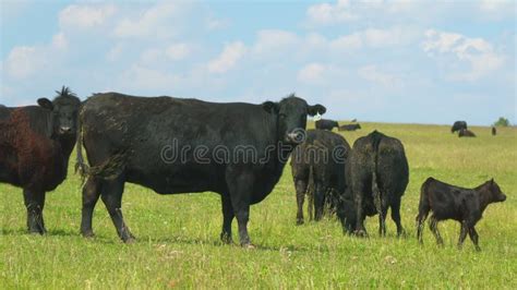 Black Angus Cattle Cows Grazing On Farmland Cows Grazing On A Green