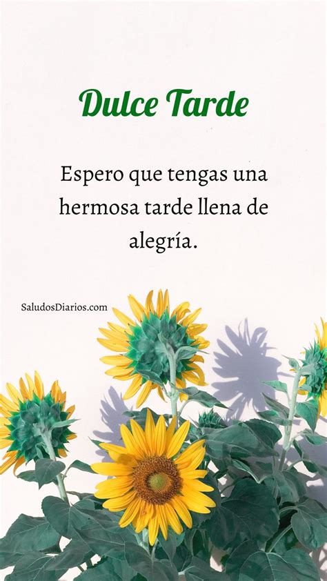 Girasoles Hermosos Dulce Tarde Frase Saludos Diarios