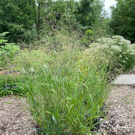 Panicum Virgatum 2 Switchgrass Scioto Gardens Nursery