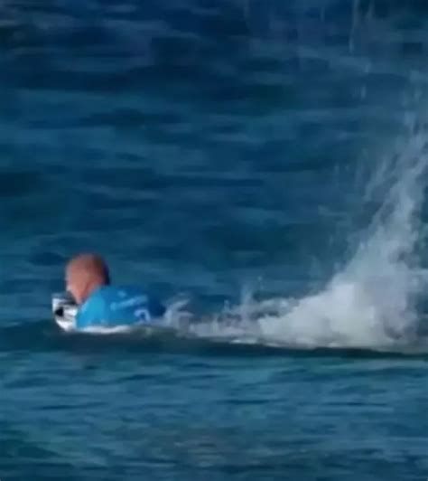 Surfer survived shark attack by punching beast in the snozz - then got ...