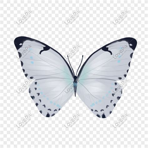 Mariposa Plateada Png Imágenes Gratis Lovepik