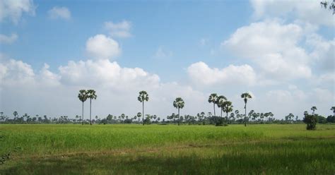 Cambodia Calling: Rice Production in Cambodia