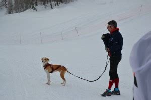 Canicross Blanc Arvieux En Queyras Beno T Lan On Coach Runner