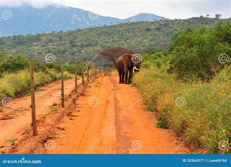 Safari stock image. Image of trunk, safari, wilderness - 35564377