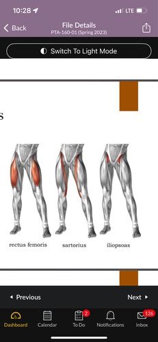 Muscles Of The Hip Flashcards Quizlet