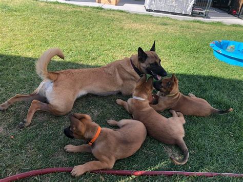 How To Raise Working Line Puppies And Build Solid Foundations - Soldat