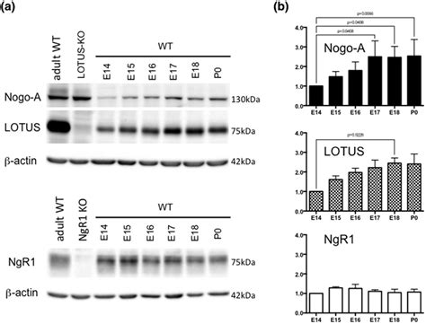 Expression Of Nogo A NgR1 And LOTUS In The OB A Immunoblots Of