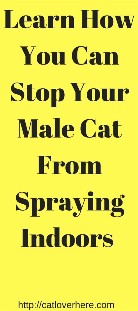 How to stop a male cat from spraying without neutering ~ cat pant