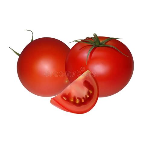 Dibujo Del Vector Del Tomate Tomates Aislados En Rama Ejemplo Vegetal Del Estilo Artístico