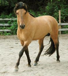 Las 10 mejores imágenes de caballo Bayo | Horse pictures, Cutest ...